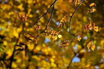 Yellow  leaves during autumn season with warm sunlight from behind.