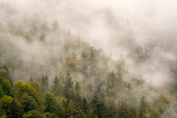 Fototapeta na wymiar Nebel am Berghang