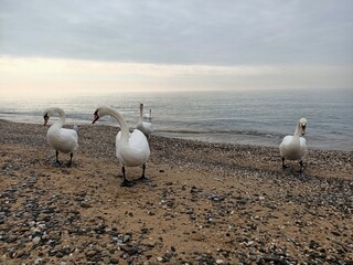 seagulls on the beach