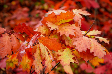 colorful oak, autumn colors, red leaves, bright autumn, autumn background 