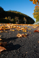 Roadtrip im Herbst