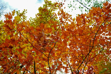 colorful oak, autumn colors, red leaves, bright autumn, autumn background 