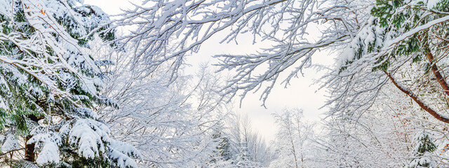 Winter landscape, banner - view of the snowy branches in the winter mountain forest after snowfall