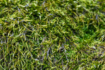 Green plant background - view of the moss in spring forest. Horizontal background close-up