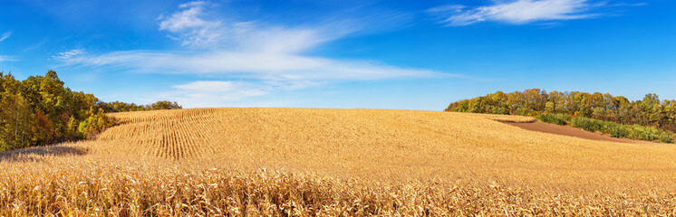 Autumn agricultural landscape, panorama - view of the corn field in the rays of the autumn sun,...