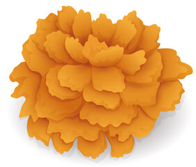 Isolated marigold or cempasuchil flower, Vector illustration
