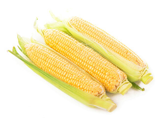 Corn cobs on white background. raw corn with green leaves on a white background