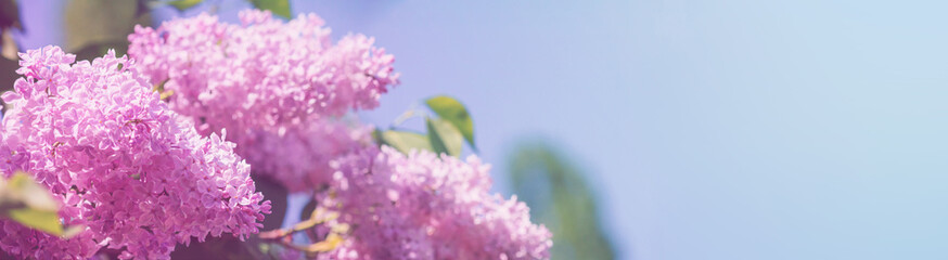 Branch of blossoming Syringa vulgaris, the lilac or common lilac. Springtime landscape with bunch of violet flowers. Horizontal blurred background with copy space for text