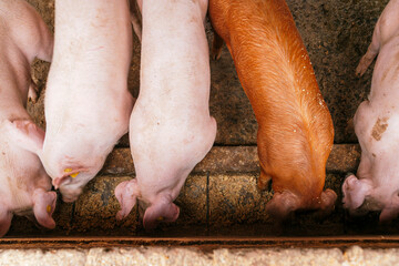 Aerial view of a group of pigs eating in a farm