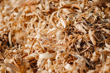Close-up wood shavings, working off sawmill, harvesting cedar in forest