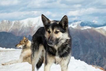 dogs in the snow in the mountains, dogs resting in the sun on the mountainside