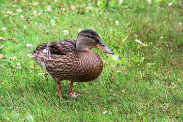 Variegated brown duck in green grass on a meadow on a sunny summer day. Close-up.