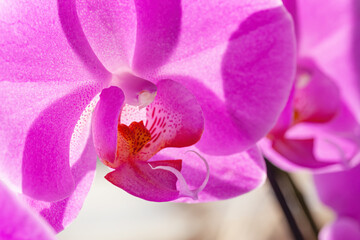 Delicate purple Phalaenopsis orchid close-up in backlight. Natural flower background. Tight...