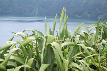 green and blue lake in cidade on the azores islands