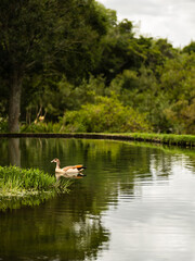Portrait shot of Egyptian goose swimming in a pond in a lush green forest in Cape Town