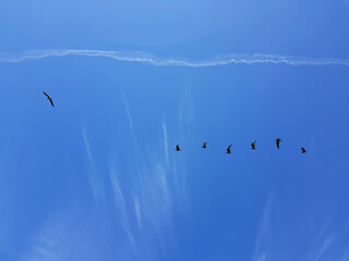 Volare