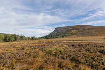 A scenic view of a Scottish mountain with some pine trees under a majestic blue sky and some white clouds