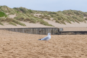 A close up view of a seabird on a sandy beach with grassy dune in the background under a beautiful blue sky