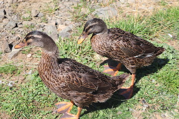 Pair of female mallards