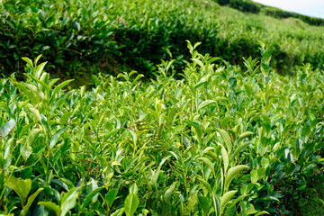 tea fields on the azores