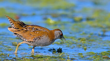 Baillon's Crake (Zapornia pusilla), Greece