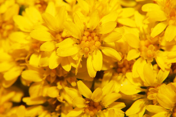 Fototapeta premium Close Up of a Beautiful Flower And Pollen