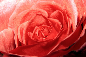 Fototapeta na wymiar Beautiful Close Up of a Delicate Romantic Rose Flower