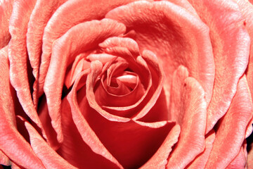 Beautiful Close Up of a Delicate Romantic Rose Flower