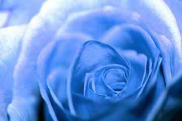 Obraz na płótnie Canvas Beautiful Close Up of a Delicate Romantic Rose Flower