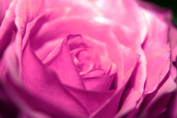 Beautiful Close Up of a Delicate Romantic Rose Flower