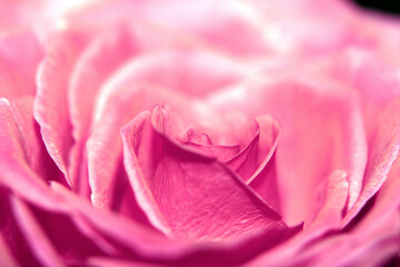 Beautiful Close Up of a Delicate Romantic Rose Flower