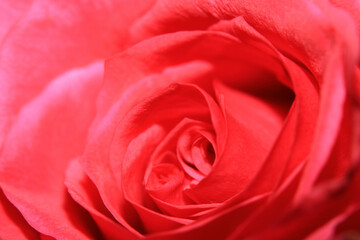 Fototapeta na wymiar Beautiful Close Up of a Delicate Romantic Rose Flower