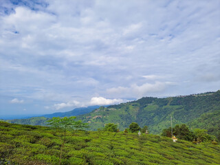 Fototapeta na wymiar mountain tea garden view with bright blue sky at morning from flat angle