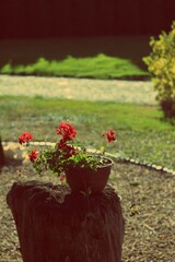 poppies in a garden