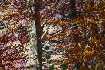 Autumn colors in the forest