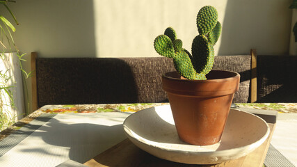 Cactus plant on the table, interior room design photo background 