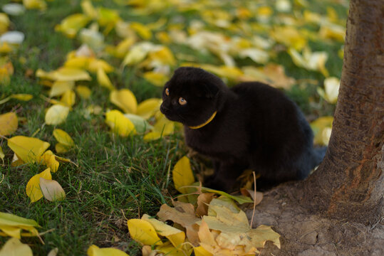 small black kitten of british breed