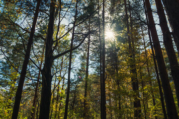 Trunks of coniferous and deciduous trees in the autumn forest. You can see the sun through the...