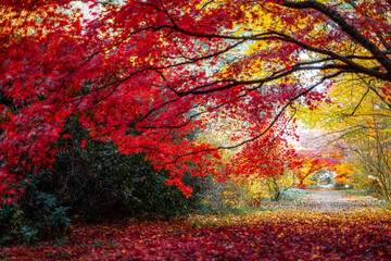 Obrazy na Plexi  jesień