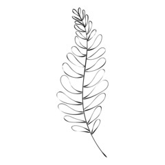 Sketch a leaf branch by hand on an isolated background.