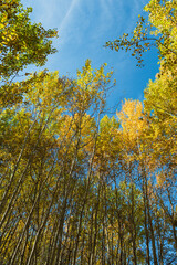 Thin tree trunks with yellow foliage on top against a blue sky.