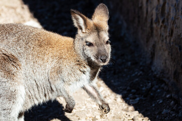 Red-necked wallaby. Mammal and mammals. Land world and fauna. Wildlife and zoology.