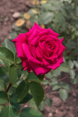 Rose Pioneer. Selected sorts of exquisite roses for parks, gardens. Vertical photo