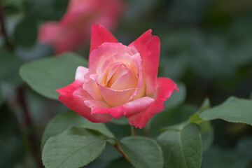 Hybrid tea rose Laetitia Casta Close up