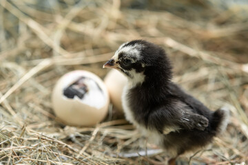 One baby chick is born in nature and blurred background of two eggs waiting to hatch , grow up concept