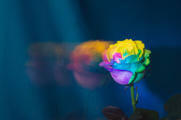 Fototapeta na wymiar rainbow rose with colorful petals on blue background in motion, multiple exposure