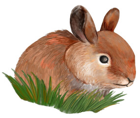 BUNNY. RABBIT. Homemade animal Rabbit.Cute Little Easter Bunny in the Meadow.