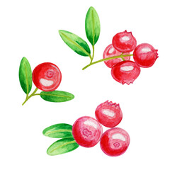 Watercolor illustration of red cranberries with green leaves. Drawing on a white background.