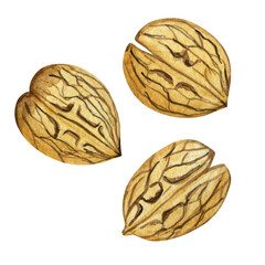 Obraz premium Watercolor illustration of three whole walnuts. Drawing on a white background.