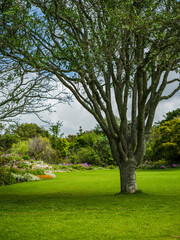 A tree in Kirstenbosch garden in a lush green field during spring in Cape Town